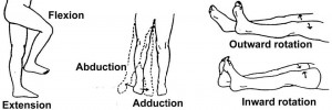 Figure 2-18. Range-of-motion exercises for the hip.