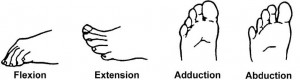 Figure 2-22. Range-of-motion exercises for the toes.