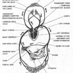 Figure 1-1. The circulatory system.