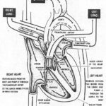 Figure 1-2. The heart.