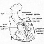 Figure 1-3. The coronary arteries.