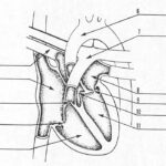 Questions 1 through 11: Identify the structures