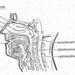 Figure 2-1. The human respiratory system. Upper respiratory system