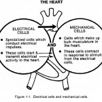 Figure 1-1. Electrical cells and mechanical cells