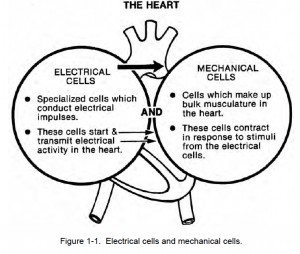 Figure 1-1. Electrical cells and mechanical cells