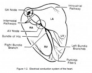 conduction system of the heart black and white
