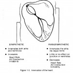 Figure 1-3. Innervation of the heart
