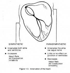 Figure 1-3. Innervation of the heart