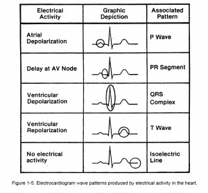 Figure 1-5. Electrocardiogram wave patterns produced by electrical activity in the heart.