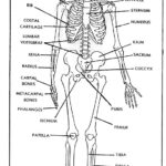 Figure 1-1. The human skeleton (anterior view).