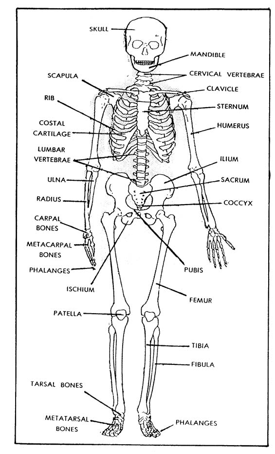 The Human Skeleton –