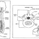 Figure 2-1. The spinal column and a typical thoracic vertebra.