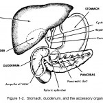Figure 1-2. Stomach