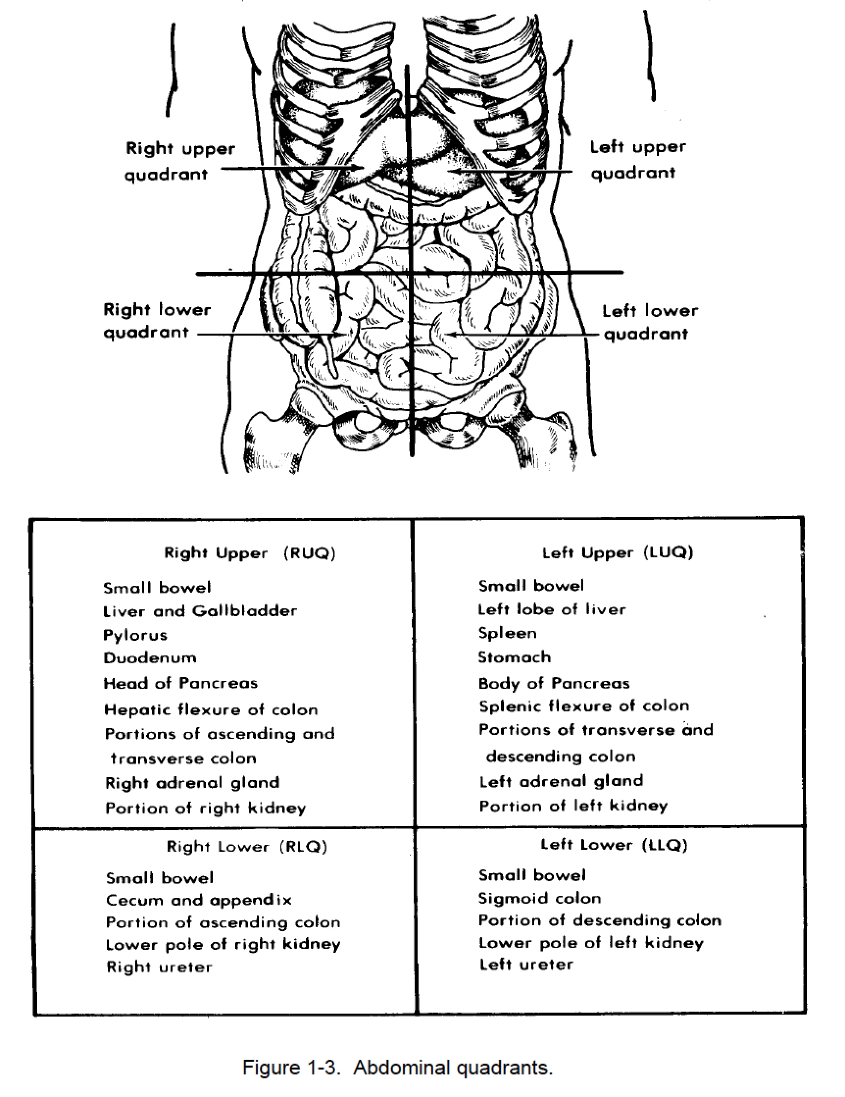 Figure 1 4 Abdominal Regions Nursing Care Related To The Gastrointestinal And Genitourinary