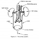 Figure 2-1. The urinary system