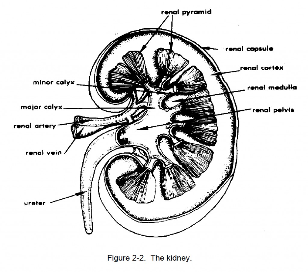 Figure 2-2. The kidney | Nursing Care Related to the Gastrointestinal ...