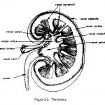 Figure 2-2. The kidney