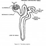 Figure 2-3. The kidney nephron