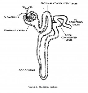 Figure 2-3. The kidney nephron