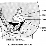 Human Female Genital System