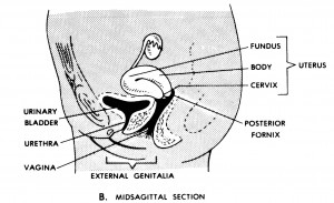 Human Female Genital System