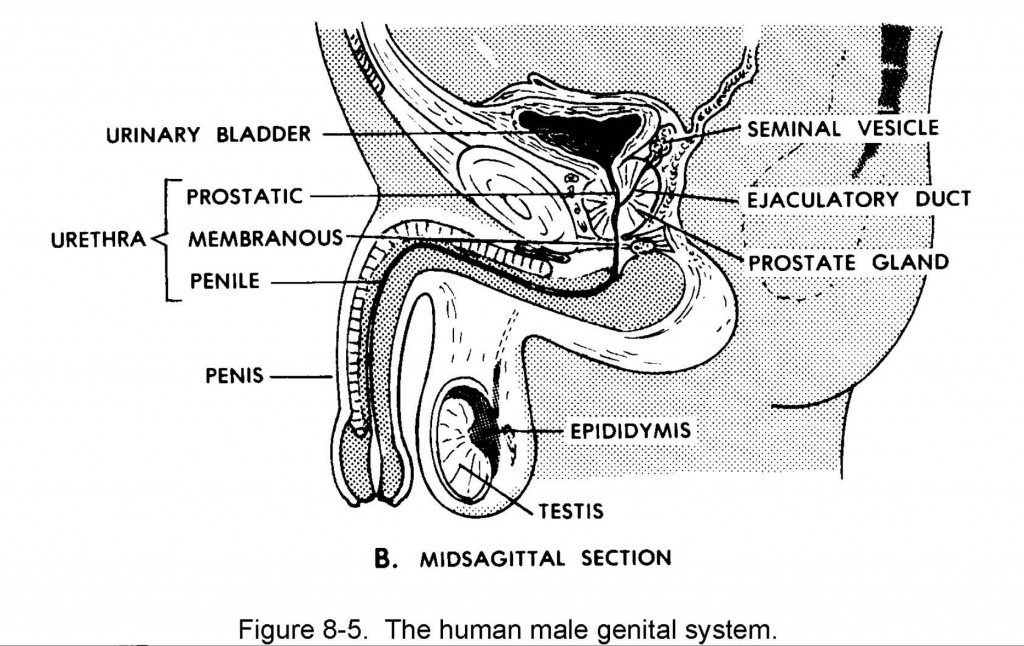 2-05. URETHRA | Nursing Care Related to the Gastrointestinal and