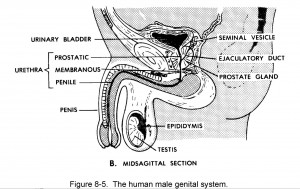 Human Male Genital System