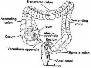 The appendix is attached to the cecum, at the beginning of the large intestine.