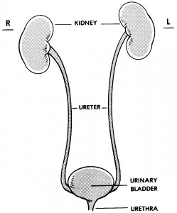 The kidney drains through the ureter and into the bladder.