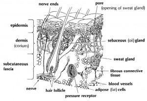 Figure 2-10. The layers of skin. 