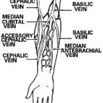 Figure 2-2. Veins