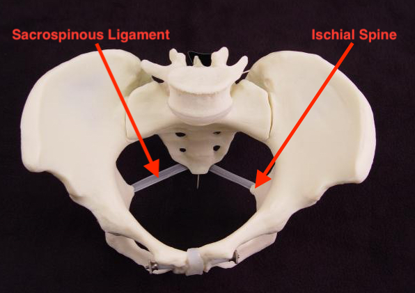 Ischial Spine Distance Learning In Medical Education