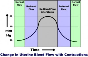 Effect of a Contraction on Uterine Blood Flow during Pregnancy