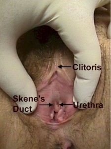 Urethra and Skene's Ducts
