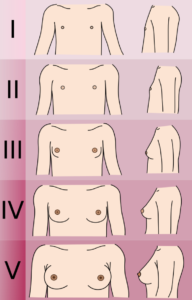 Tanner stages of breast development