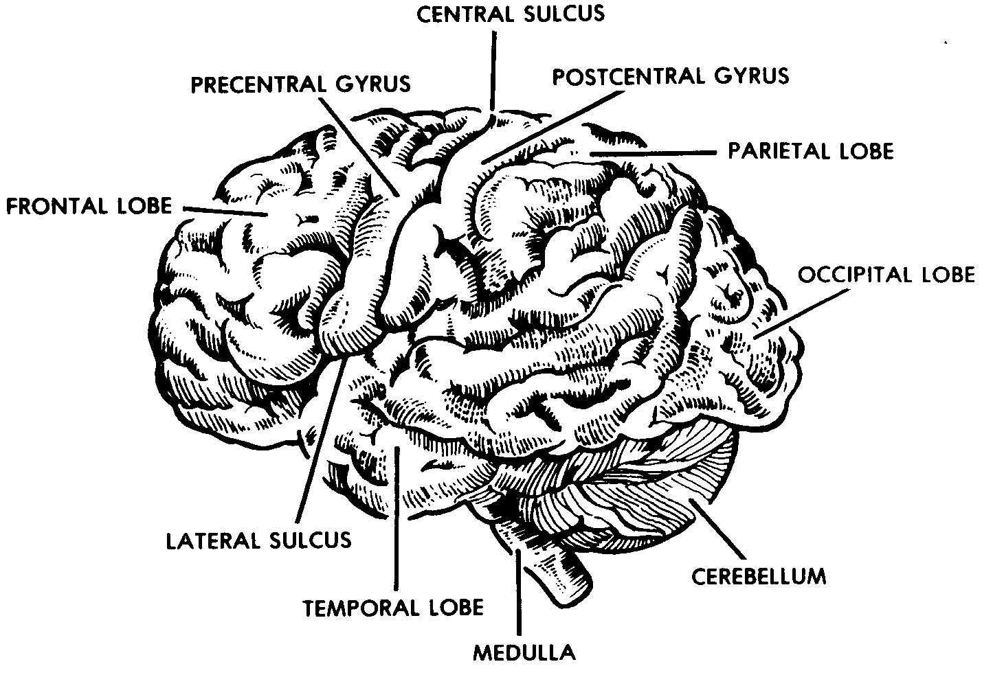 2-3. THE BRAIN