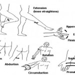 Figure 5-1. Types of body movement.