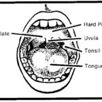 Oral cavity with labels