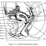 Figure 1-1. Female reproductive system.
