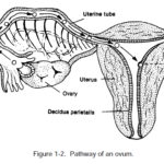 Figure 1-2. Pathway of an ovum.