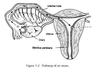 Figure 1-2. Pathway of an ovum.