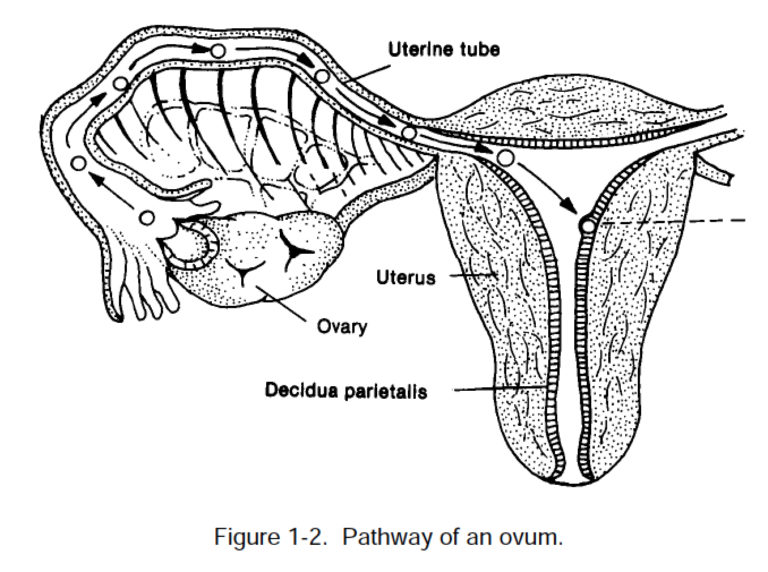 1-05. PATHWAY OF AN OVUM - Emergency Obstetrics and Pediatrics