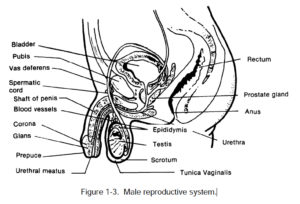 Figure 1-3. Male reproductive system