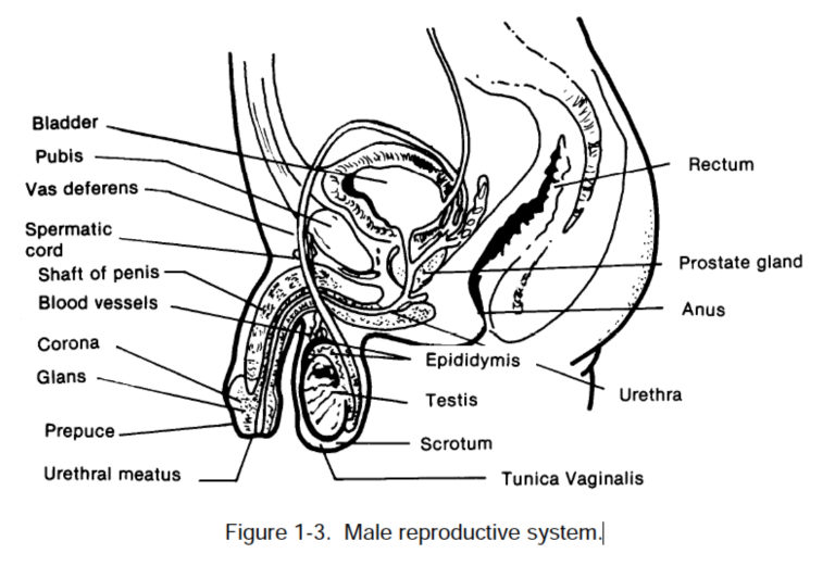 Figure 1 3 Male Reproductive System Emergency Obstetrics And Pediatrics