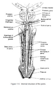 Figure 1-4. Internal structure of the penis.