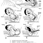 Figure 2-1. Procedure of normal childbirth (parturition).