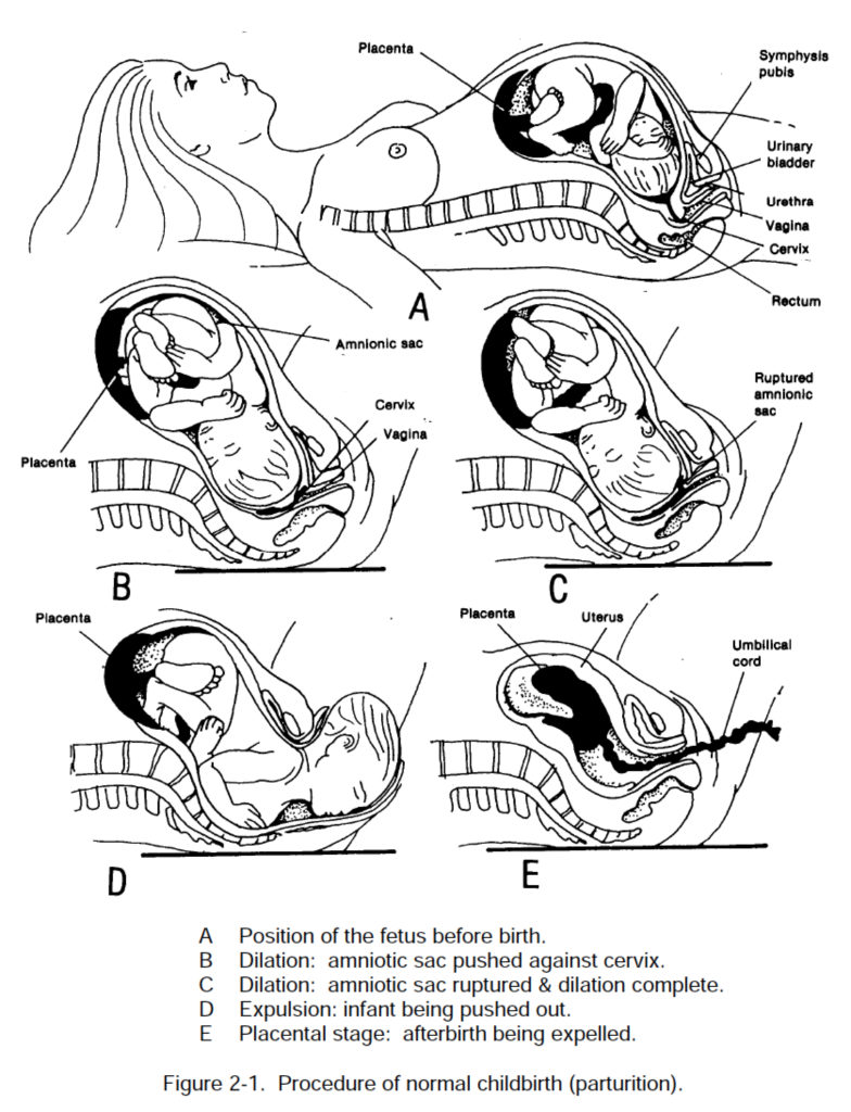 Process Of Childbirth