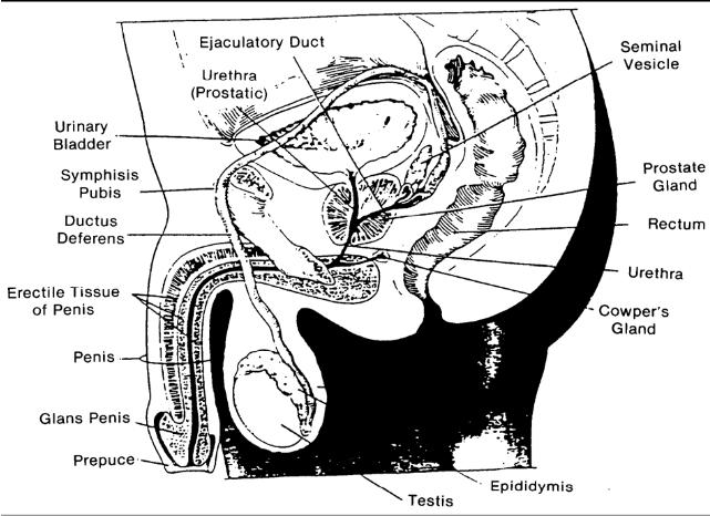 diagram of external main organs