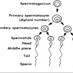 Figure 1-10. Spermatogenesis