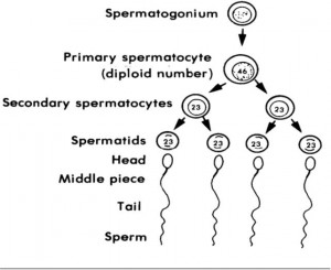Figure 1-10. Spermatogenesis
